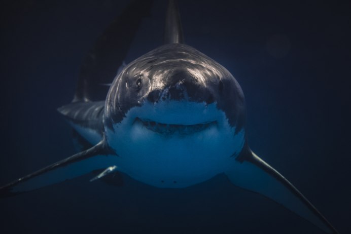 Акула картинки