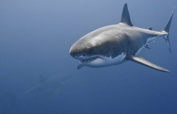 Акулы убийцы МЕГАЛОДОНА