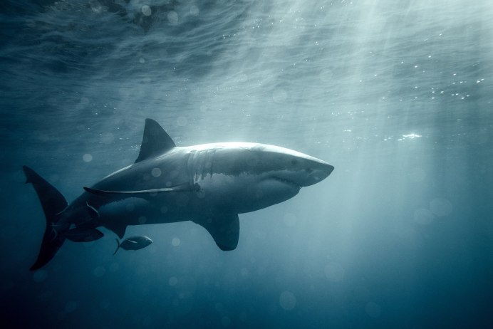 Черная акула