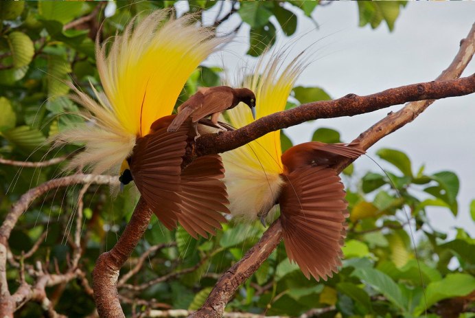 Ночная цапля Коста Рика