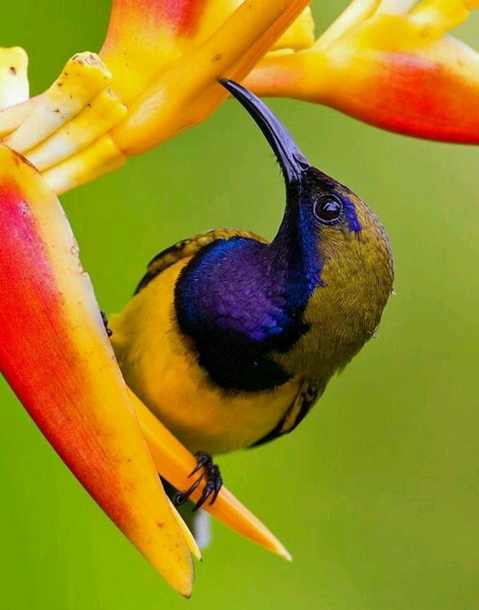 Королевская колпица