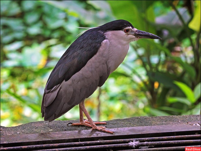 Попугай ара красный