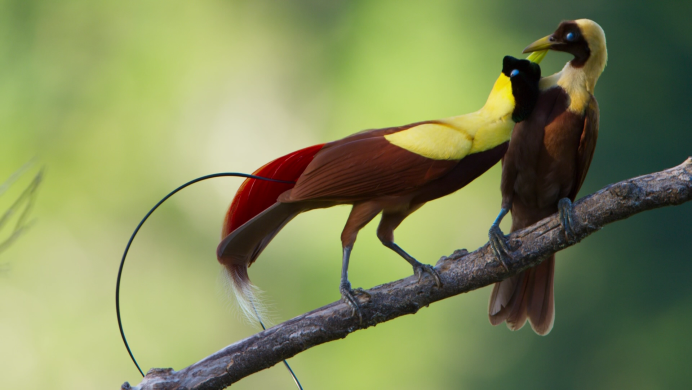 Перелетные птицы улетают на Юг