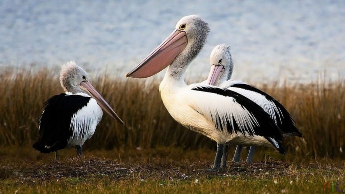 Пеликаны Болгария