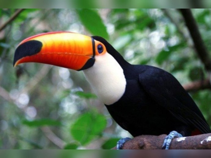 Тукан и Колибри