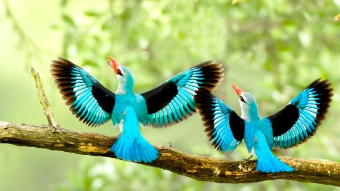 Галапагосские острова олуша