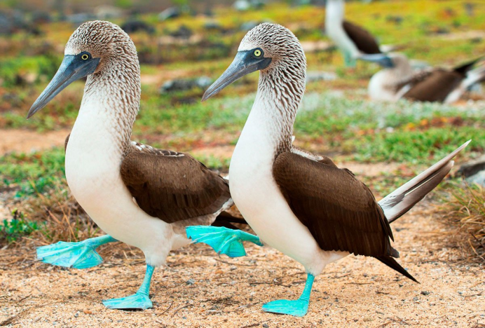 Птицы улетают из гнезда