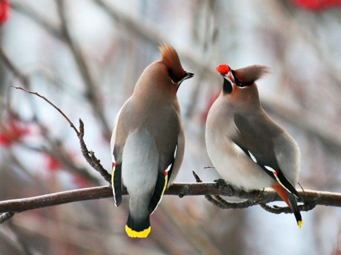 Колибри (подотряд)