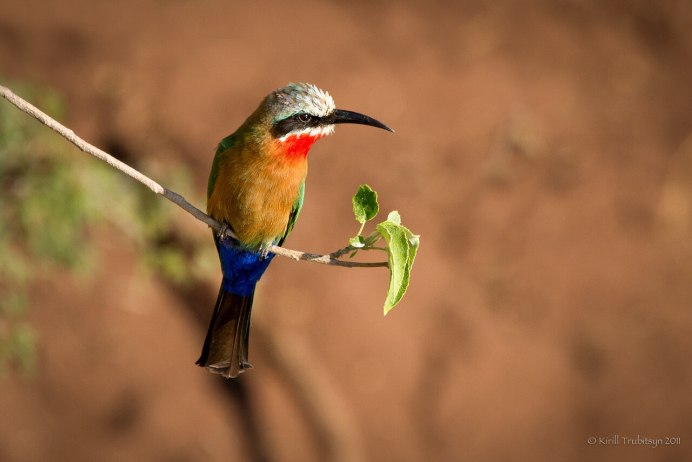 Звуки иглохвостого стрижа