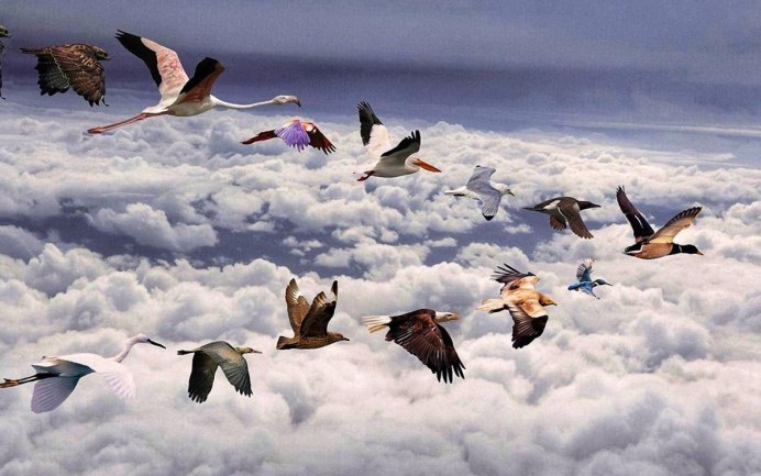 Тукан Латинской Америки