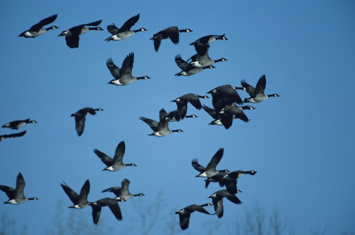 Африканский попугай ара