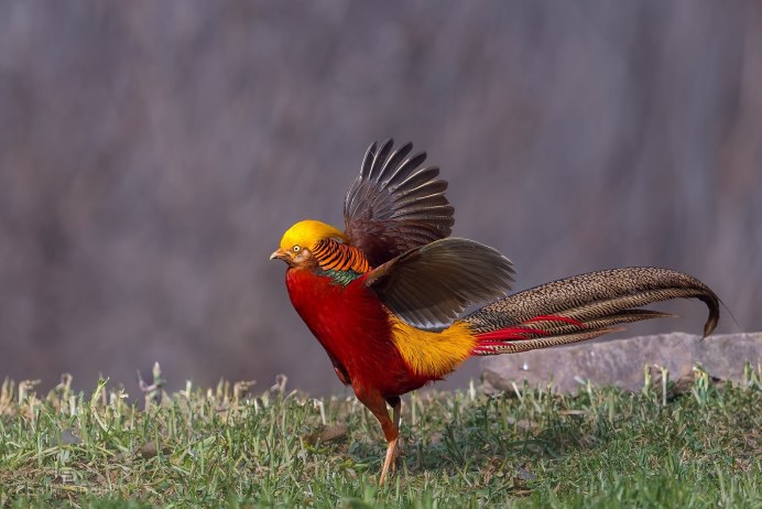 Прилетают перелетные птицы Ласточка