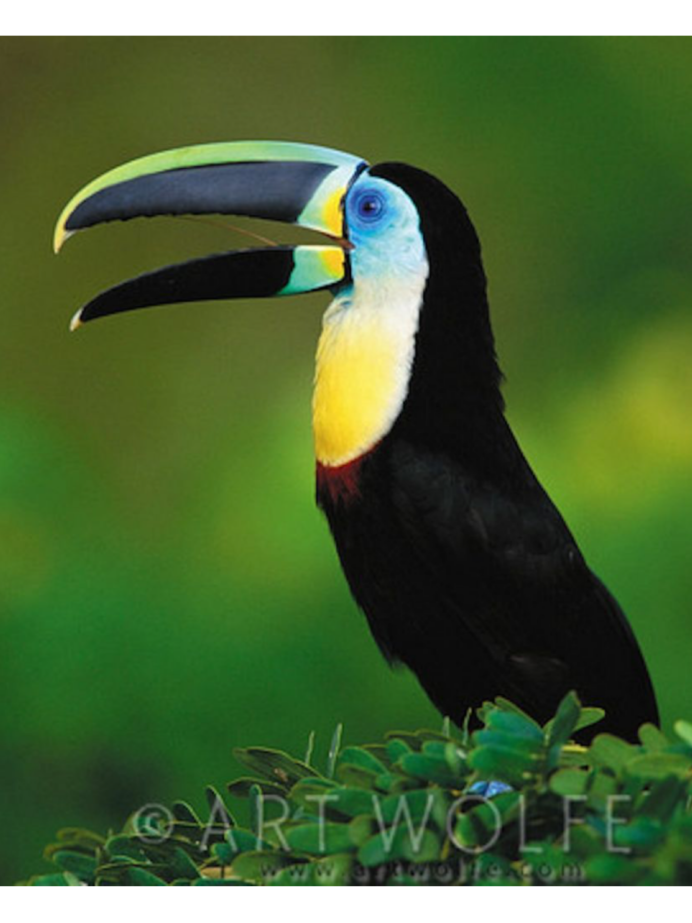 Индийский скворец майна