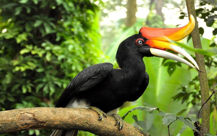 Индокитайский Павлин