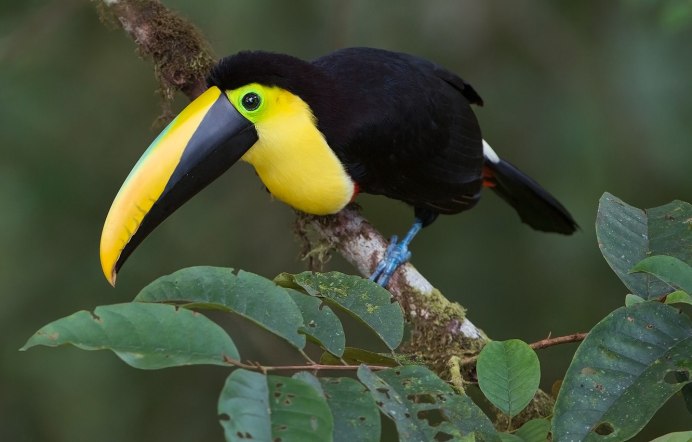 Голубоногая олуша