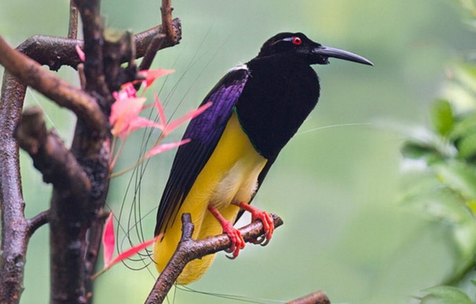 Длиннокрылые птицы