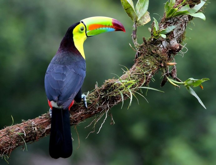 Птицы амадины Гульда