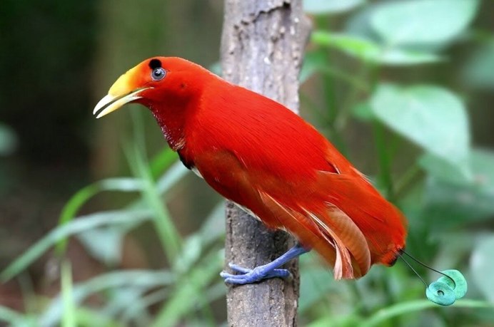 Пеликаны морские птицы