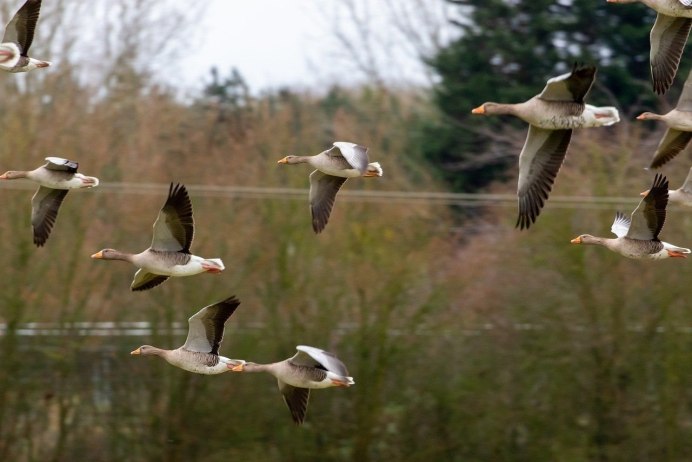 Красная шилоклювая Райская птица
