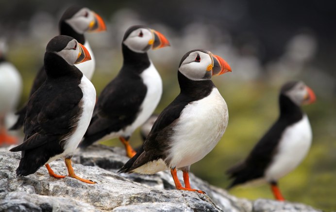 В Измайловском парке заметили Вьюрков и Зябликов