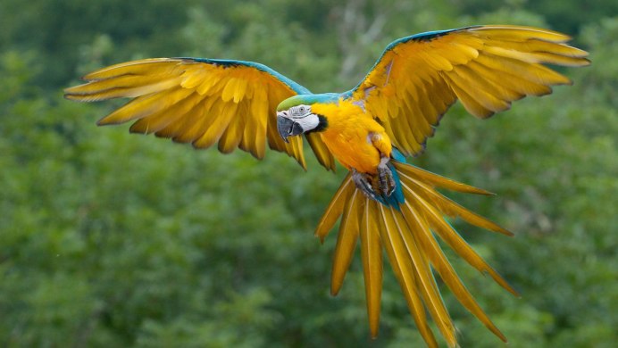 Остров Маккуори пингвины