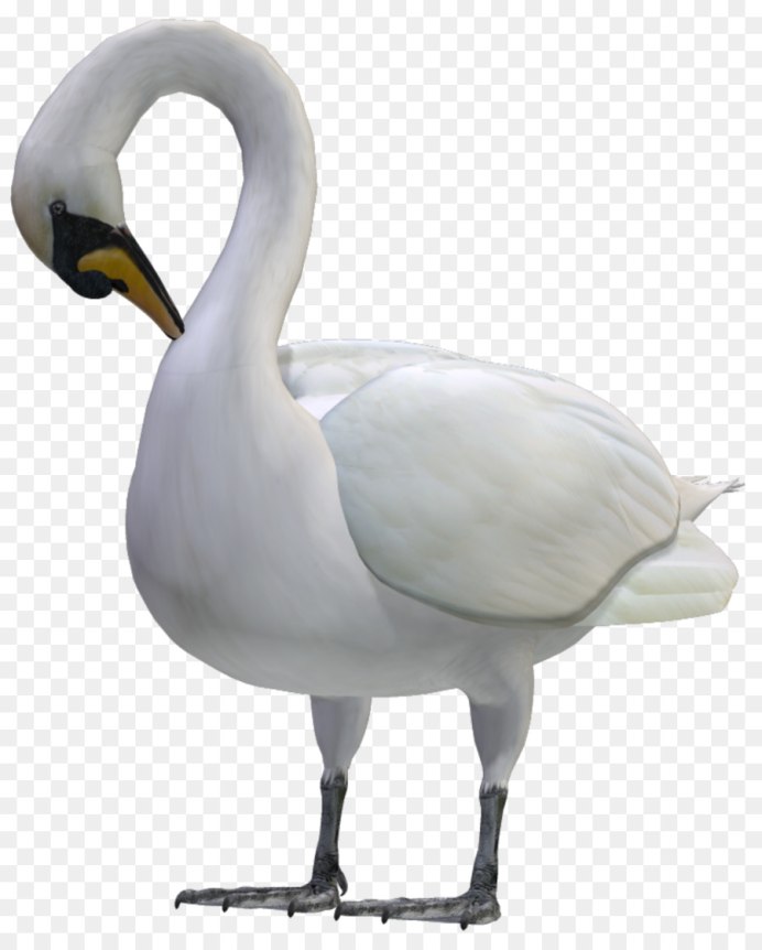 Лебеди (птицы)