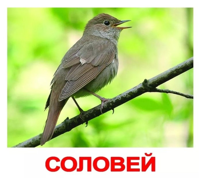 Маленькая коричневая поющая птица