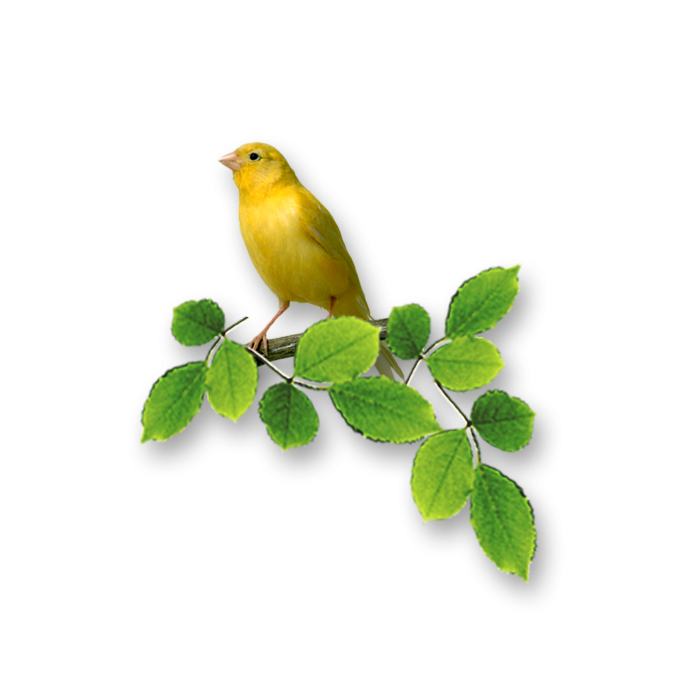 Turdus Serranus