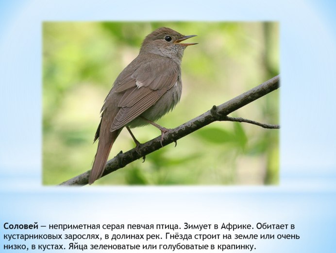 Лапки соловья