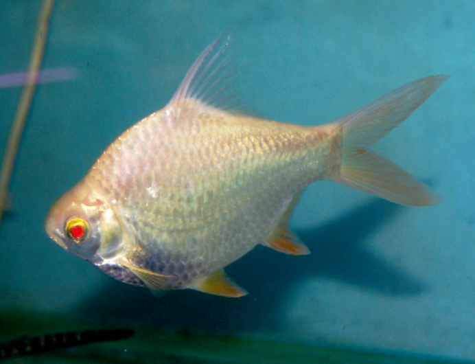Tiger Barb