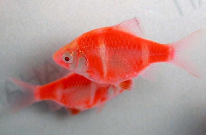 Albino Tiger Barb