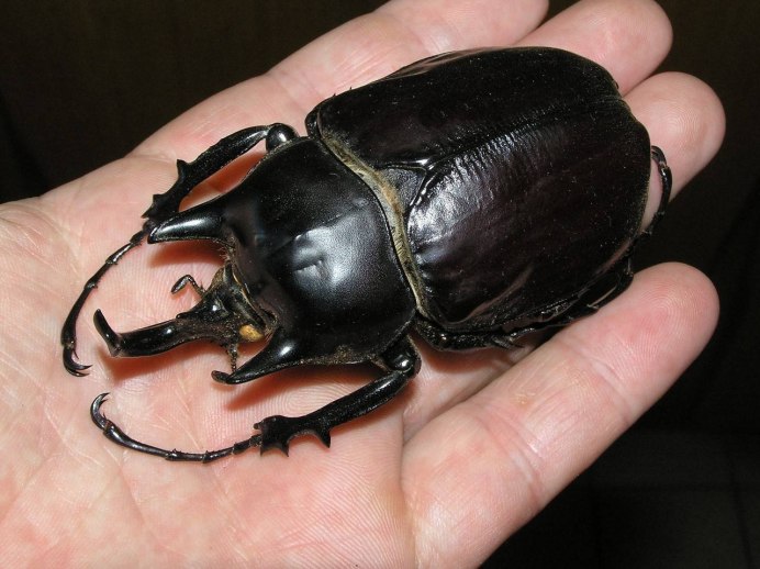 Chalcosoma Caucasus