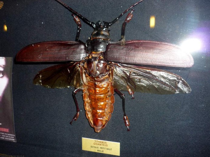 Дровосек-Титан Titanus giganteus