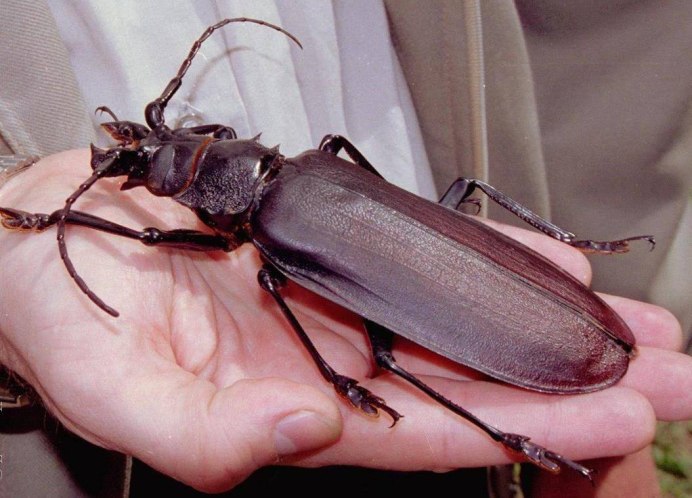 Дровосек-Титан Titanus giganteus