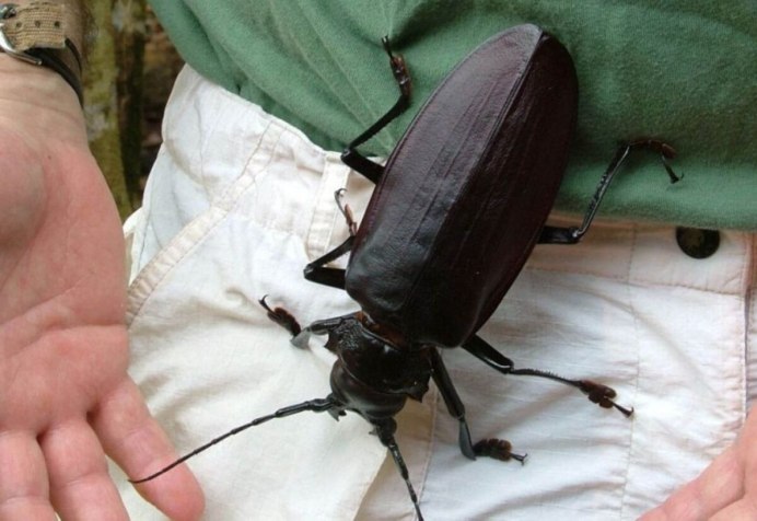 Жук Titanus giganteus