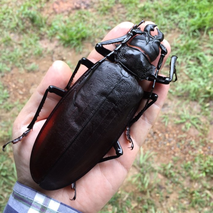 Жук Titanus giganteus
