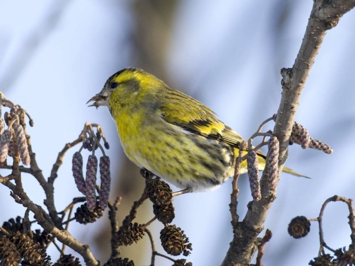 Чиж (Spinus Spinus l.)