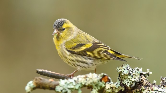 Carduelis Spinus