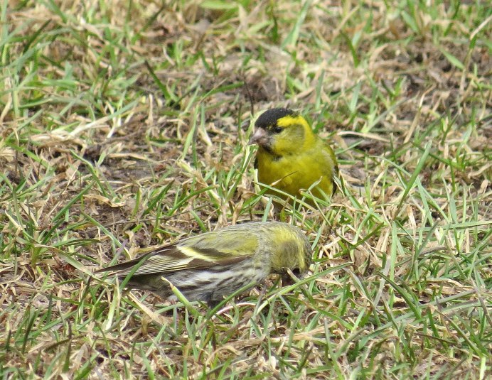 Чиж (Spinus Spinus l.)