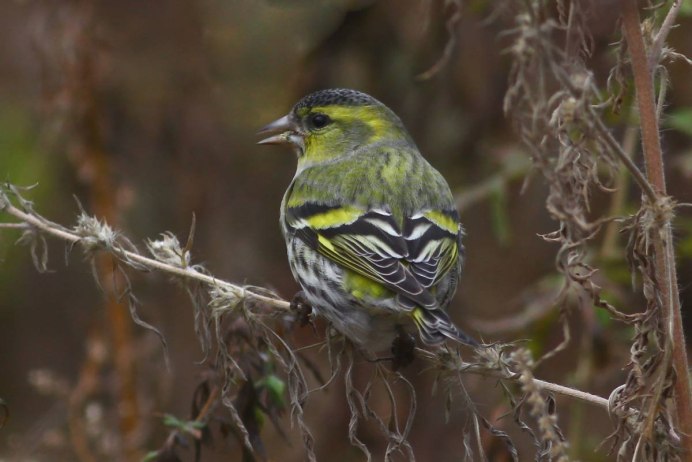 Carduelis Spinus