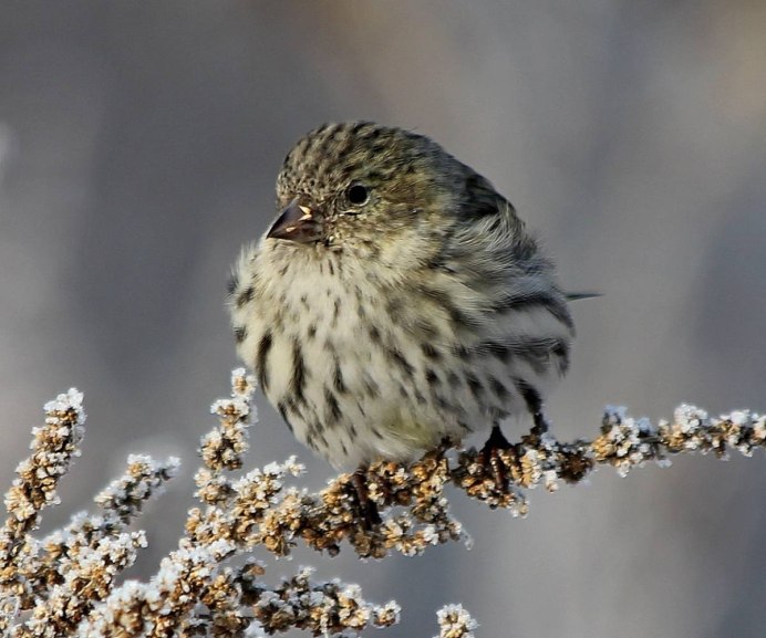 Чиж (Carduelis Spinus)