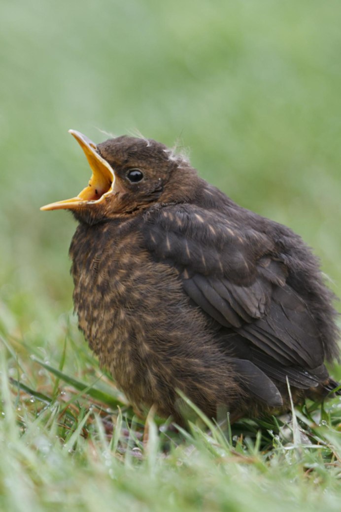 Turdus migratorius птица