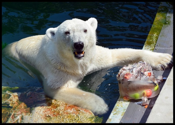 Белый медведь питается