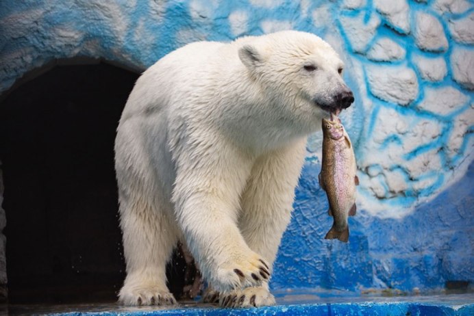 Медведи в роев ручей Красноярск