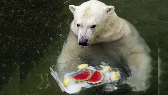 Полярный медведь в воде