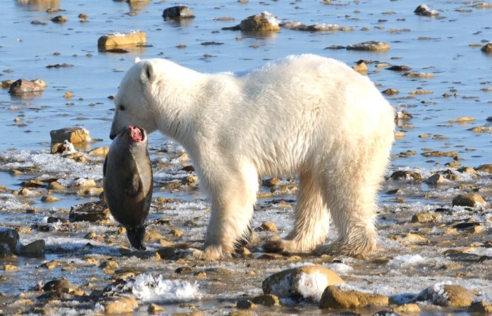 Белый медведь ест рыбу