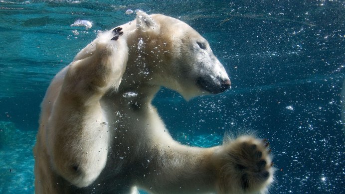 Белый медведь охотится
