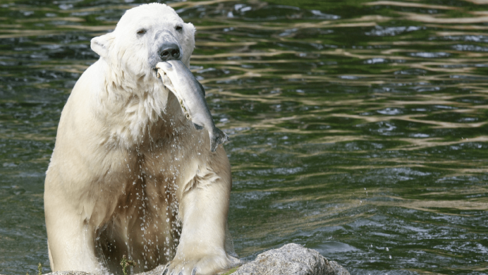 Белый медведь питается