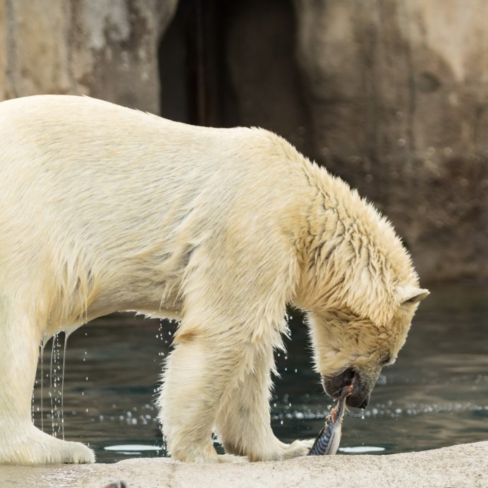 Довольный белый медведь