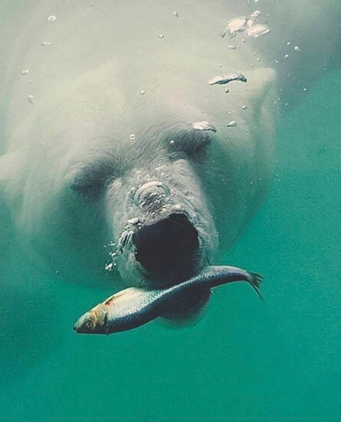 Белый Медвежонок в воде